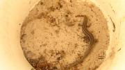 A skink in a bucket trap