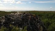 An osprey nest on an island