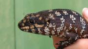 A large brown skink is held