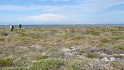 Three biologists look for lizards amongst the coastal vegetation on an island