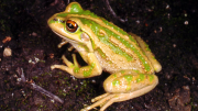 Motorbike Frog on ground