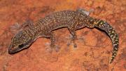 A large gecko on a red rock