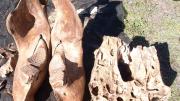 the jaw bones of an Asian elephant sit on the grass