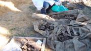 a worker cleans the sand off the bones of a sea turtle