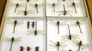 pinned dragonflies