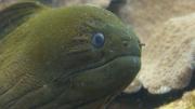 A Giant Moray Eel at Heritage Reef