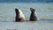 Two seals sit close to the shore