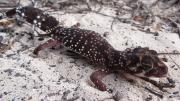 A gecko on sand