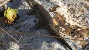 A black skink sits on a rock