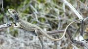 A dragon rests on a branch