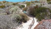 A fence and traps lie along the sand amongst coastal vegetation on an island