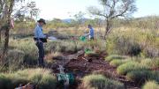 people check bucket and funnel traps for animals in spinifex grassland in the morning