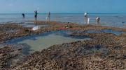 An intertidal reef survey at Champagney Islands