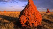 Termite Mound