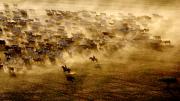 A sunset aerial of Cattle muster at Springvale cattle station in the Channel Country of western Queensland