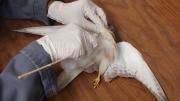 Bird specimen is stuffed with cotton wool by taxidermist