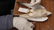 A label with collection information is tied onto bird specimen's leg