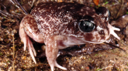 Sand Frog leaning forward