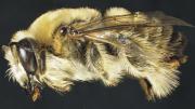 A mounted male bee specimen from an undescribed bee species