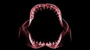 X-ray of Shark Jaw