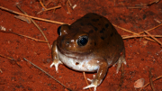 Western desert Shoemaker Frog