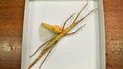 A native Western Australian stick insects in its storage box