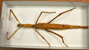 A native Western Australian stick insect in its storage box