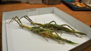 Two native Western Australian stick insects in their storage box