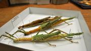 Three native Western Australian stick insects in their storage box