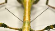 Detail of the head of a native Western Australian stick insect