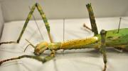 Detail of the head of a native Western Australian stick insect