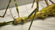 Detail of the head of a native Western Australian stick insect