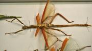 A native Western Australian stick insect in its storage box