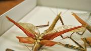 Detail of spread wings of a native Western Australian stick insect