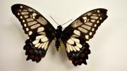 A native Australian swallowtail butterfly specimen