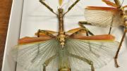 A native Western Australian stick insects in its storage box