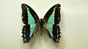 A native Australian swallowtail butterfly specimen