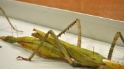 Detail of the abdomen of a native Western Australian stick insect