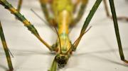 Detail of the head of a native Western Australian stick insect