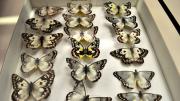 Native Australian butterfly specimens in their storage box