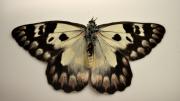 A native Australian butterfly specimen