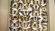 Native Australian butterfly specimens in their storage box