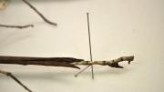 Detail of the end of a stick insect’s abdomen