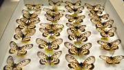Native Australian butterfly specimens in their storage box