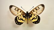 A native Australian butterfly specimen