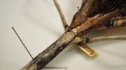 Detail of the abdomen of a stick insect