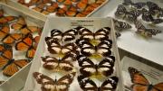 Several introduced butterfly specimens in their storage box