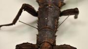 A foreign stick insect in its storage box