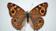 A native Australian butterfly specimen