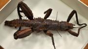 A foreign stick insect in its storage box